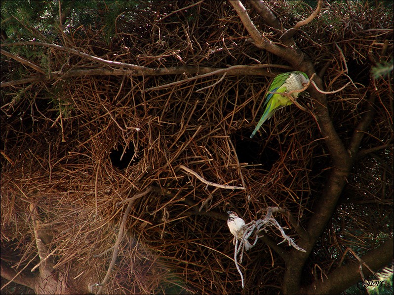 Avifauna humor